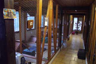 maison pour les chats