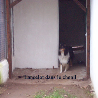 Lancelot dans le chenil